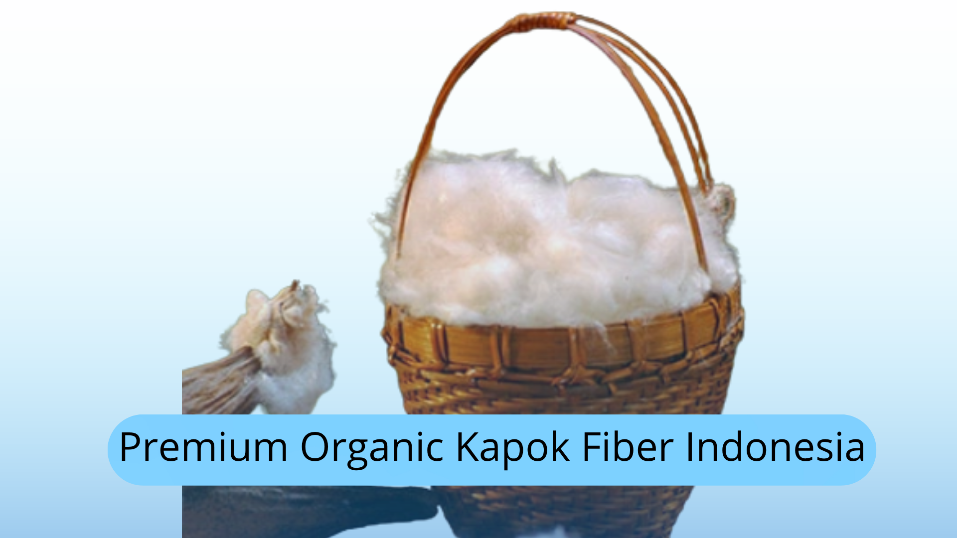 Premium Organic Kapok Fiber Indonesia